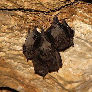 Jamaican fruit bat (Artibeus jamaicensis)