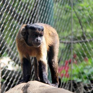 tufted capuchin (Sapajus apella)