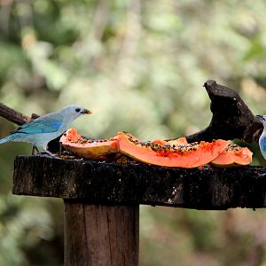 Blue-gray tanager (Thraupis episcopus)