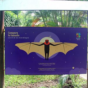 flying fox wingspan sign