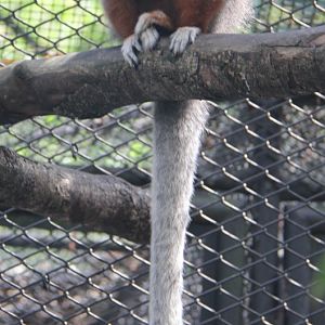 ornate titi (Plecturocebus ornatus)