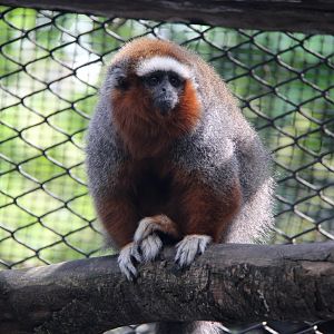 ornate titi (Plecturocebus ornatus)