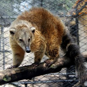 Orange coati (Nasua nasua dorsalis)