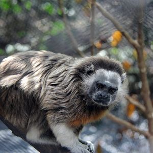 white-footed tamarin (Saguinus leucopus)