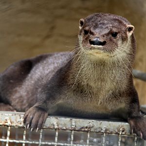 neotropical river otter (Lontra longicaudis)
