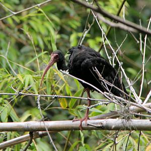 bare-faced or whispering ibis (Phimosus infuscatus)
