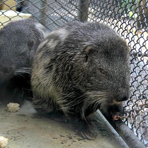 pacarana (Dinomys branickii)