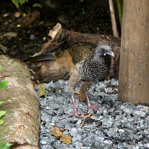 Colombian chachalaca  (Ortalis columbiana)