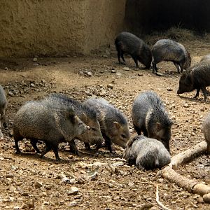 collared peccary (Pecari tajacu)