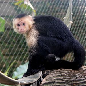 Colombian white-faced capuchin (Cebus capucinus)