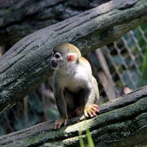 Common squirrel monkey (Saimiri sciureus albigena)