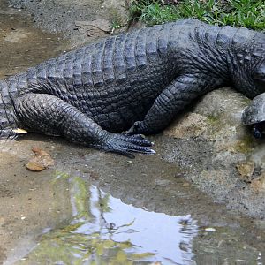 Interesting mixed species combination