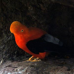 Andean cock-of-the-rock (Rupicola peruvianus)