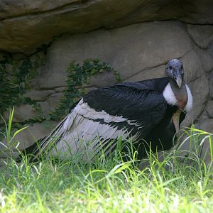 Andean condor (Vultur gryphus)