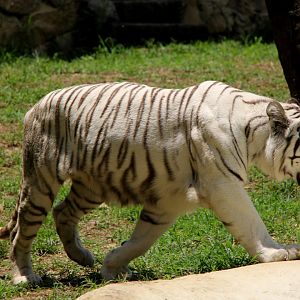 white Bengal tiger (Panthera tigris tigris)