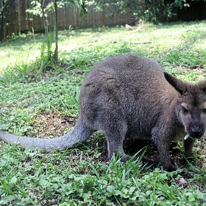 red-necked wallaby or Bennett's wallaby (Macropus rufogriseus)