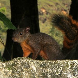 red-tailed squirrel (Notosciurus granatensis)