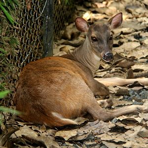 red brocket (Mazama americana)