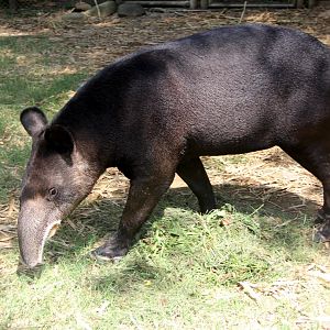 mountain tapir (Tapirus pinchaque)