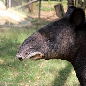 mountain tapir (Tapirus pinchaque)