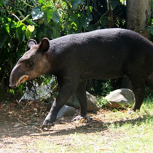 mountain tapir (Tapirus pinchaque)