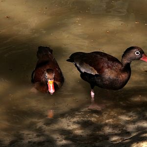 black-bellied whistling duck (Dendrocygna autumnalis)