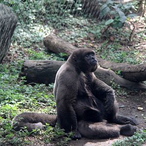 woolly monkey