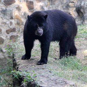 spectacled bear (Tremarctos ornatus)