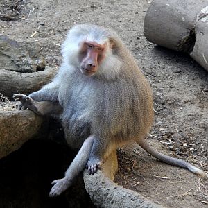 hamadryas baboon (Papio hamadryas)