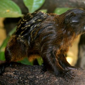 brown-mantled tamarin (Saguinus fuscicollis)
