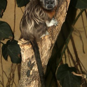white-footed tamarin (Saguinus leucopus)