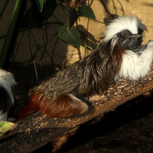 cotton-top tamarin (Saguinus oedipus)