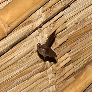 Brazilian brown bat (Eptesicus brasiliensis) species ID?