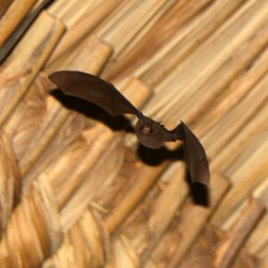 Brazilian brown bat (Eptesicus brasiliensis) species ID?