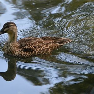Grey duck ?  Possibly X mallard.
