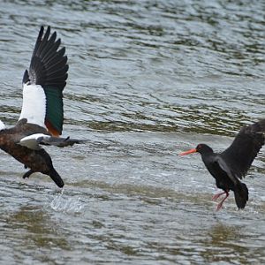 Paradise duck & variable oystercatcher