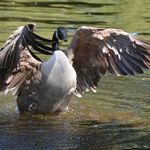 Canada goose.
