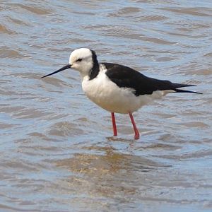 Pied stilt
