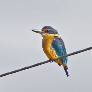 NZ kingfisher