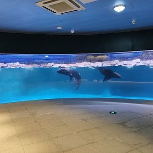 South American sea lion (Otaria flavescens, Otaria byronia)