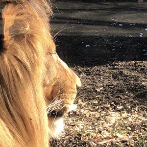 Male Lion at the Indianapolis zoo!!!