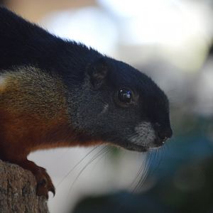 Callosciurus prevostii