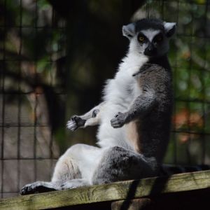 Lemur catta yoga