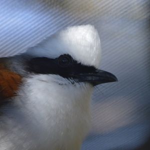 Garrulax leucolophus