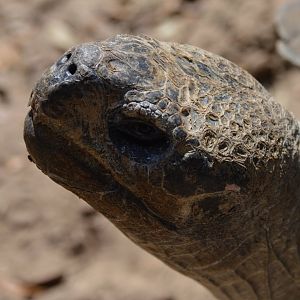 Chelonoidis microphyes