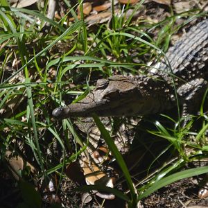 Mecistops cataphractus hatchling