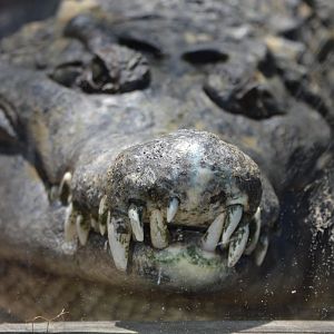 Crocodylus novaeguineae