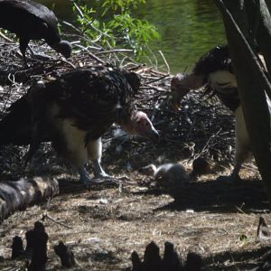 Torgos tracheliotos family featuring a few hour old baby