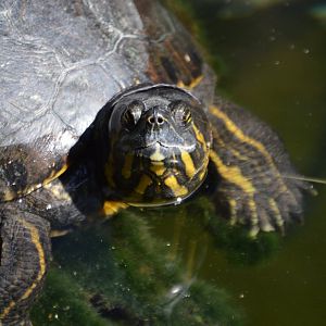 Trachemys venusta venusta