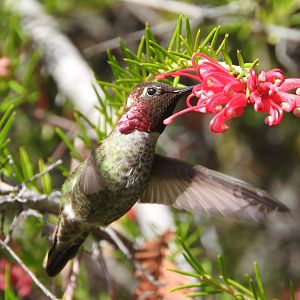 Feeding Anna's Hummingbird
